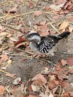 060 Moremi Game Reserve