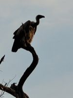 061 Moremi Game Reserve