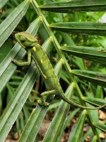 062 Thamalakane River Lodge