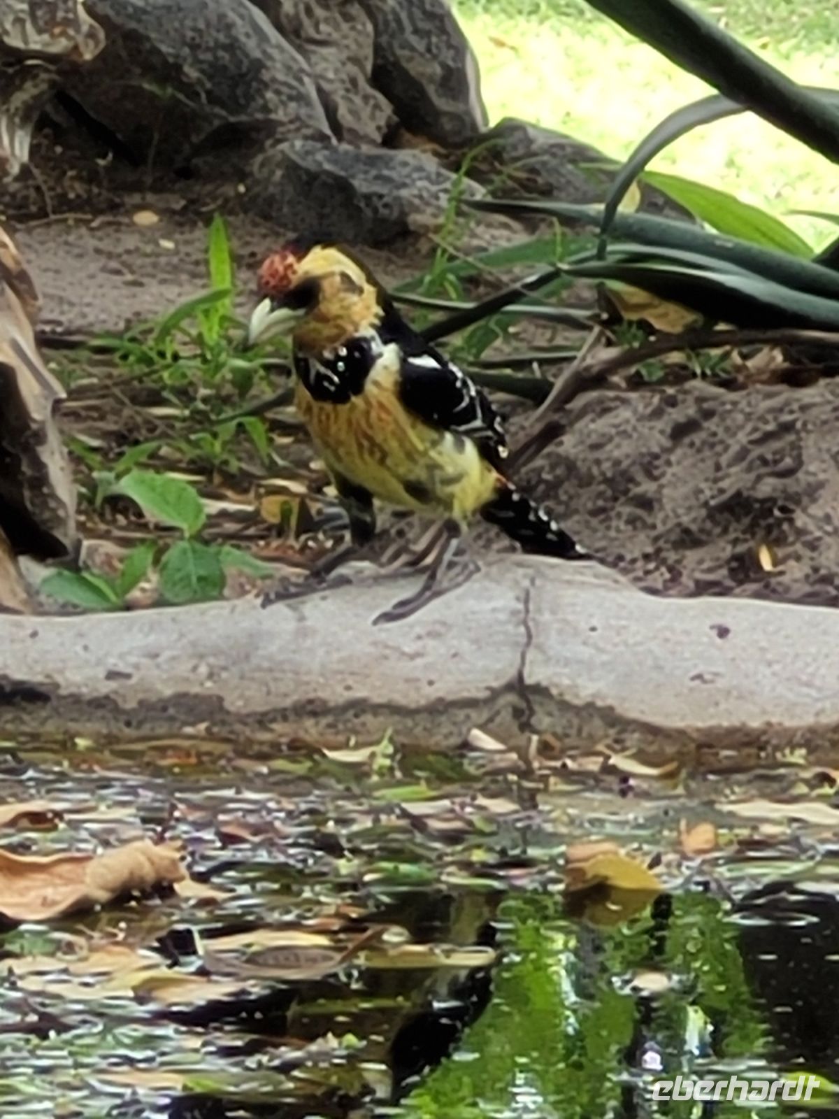 064 Thamalakane River Lodge