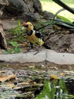 064 Thamalakane River Lodge