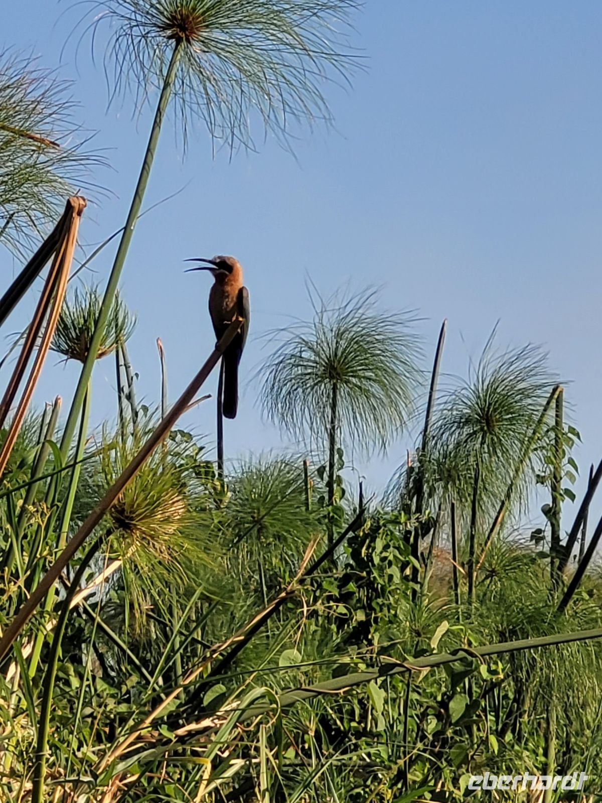 072 Bootsfahrt auf dem Okavango