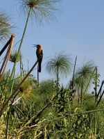 072 Bootsfahrt auf dem Okavango