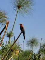 73 Bootsfahrt auf dem Okavango