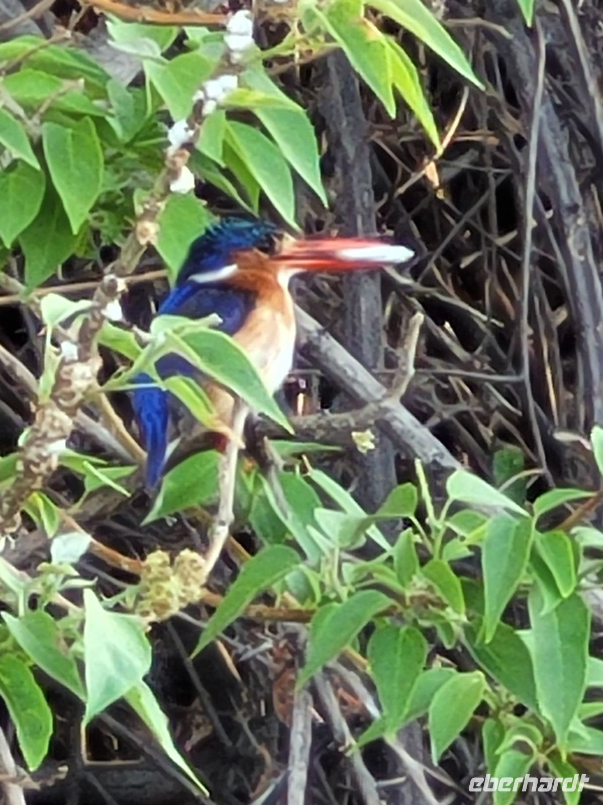 076 Bootsfahrt auf dem Okavango