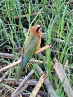 077 Bootsfahrt auf dem Okavango