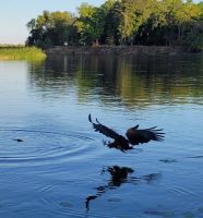 079 Bootsfahrt auf dem Okavango