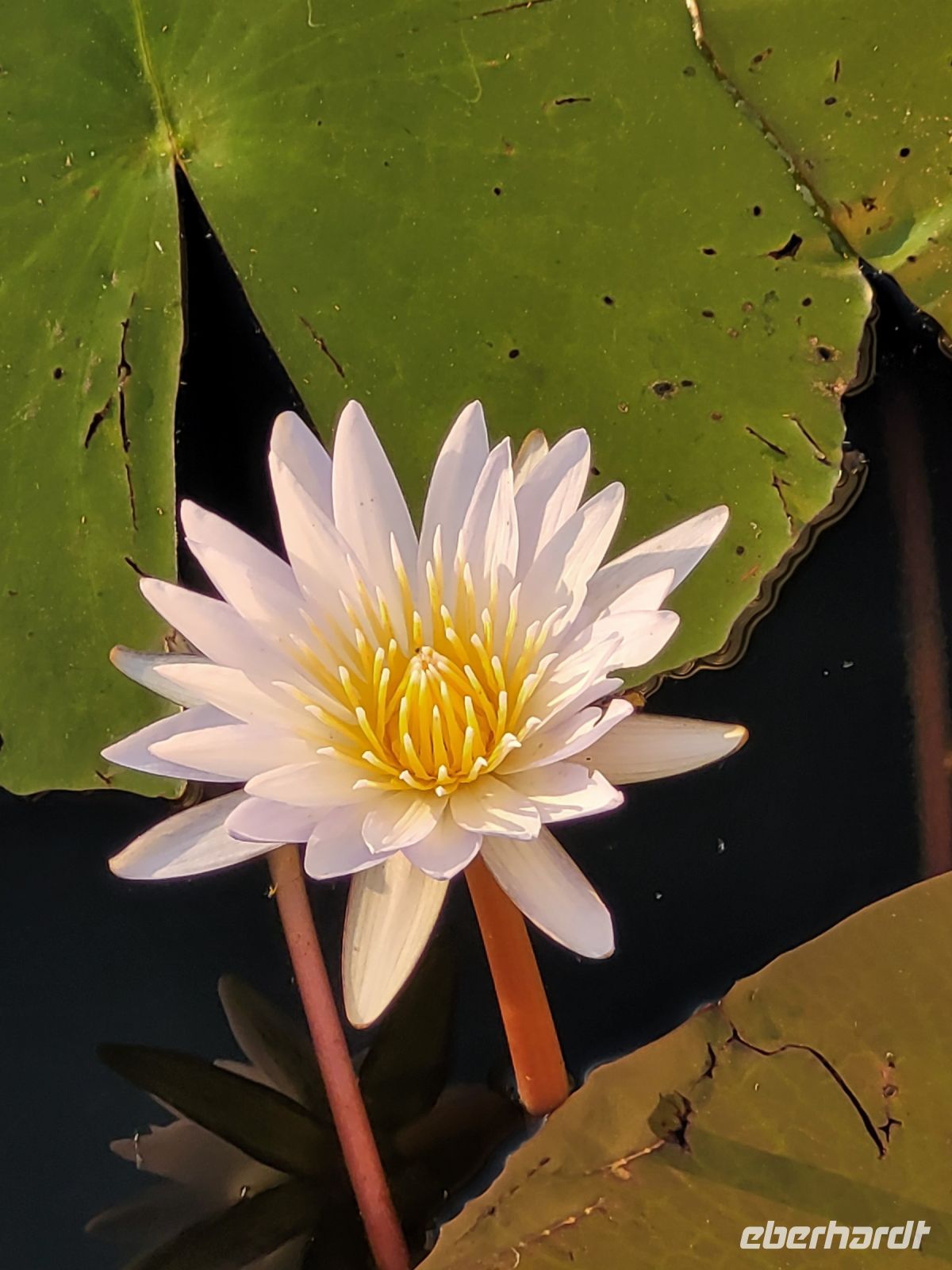 081 Bootsfahrt auf dem Okavango