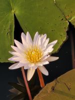 081 Bootsfahrt auf dem Okavango
