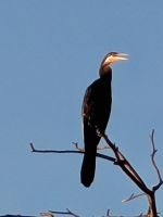 082 Bootsfahrt auf dem Okavango