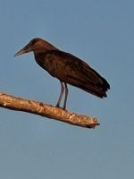 083 Bootsfahrt auf dem Okavango