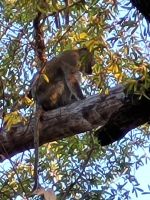 089 Shakawe River Lodge