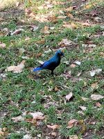 111 Ndhovu Safarai Lodge