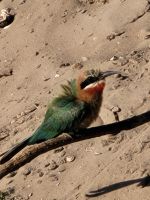 114 Bootstour auf dem Kavango