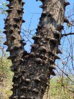 122 White Sands und Popa Falls