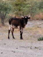 135 Gin Tonic Sundowner