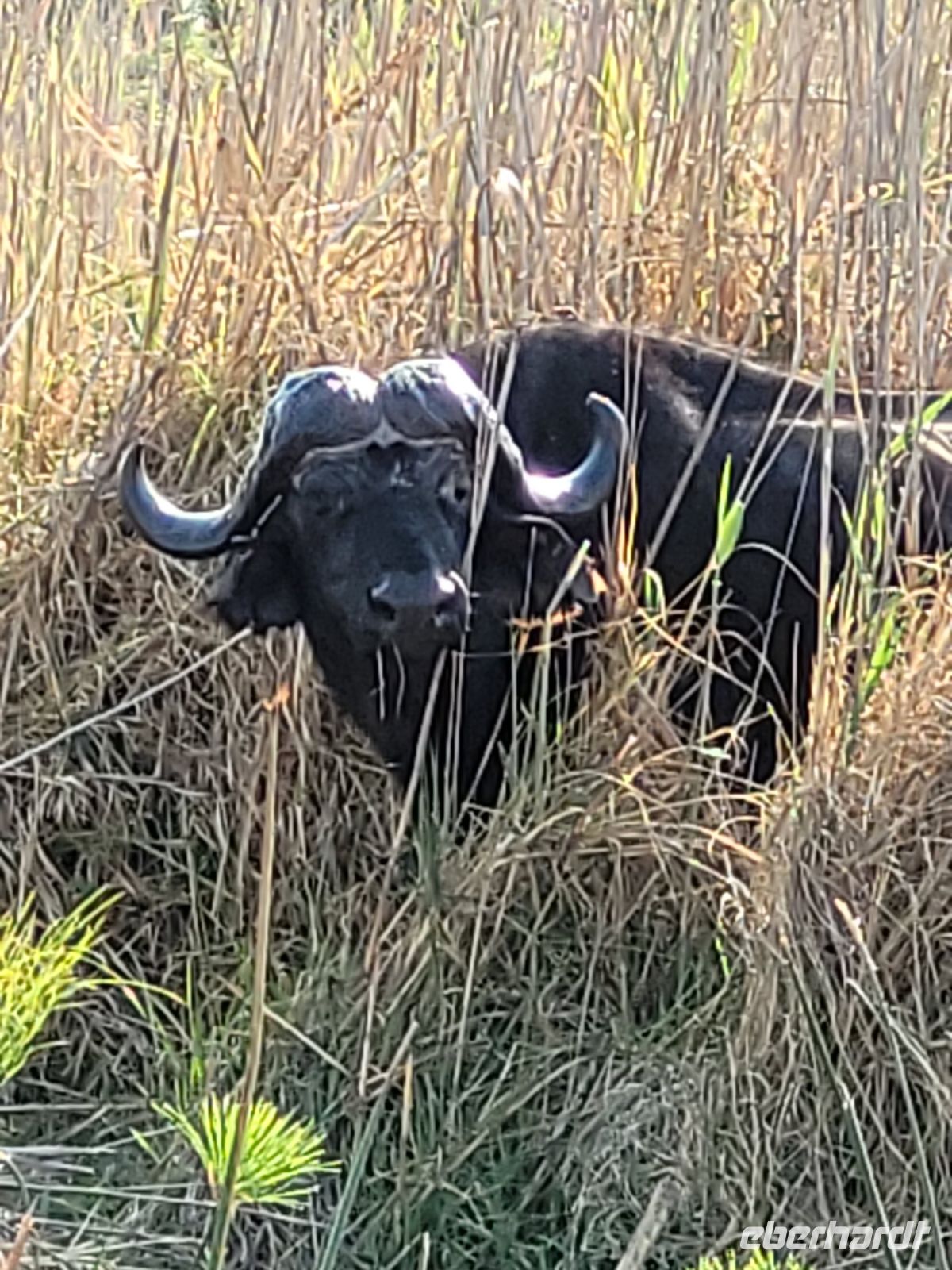 136 Jeepsafari im Bwabwata NP