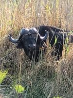 136 Jeepsafari im Bwabwata NP