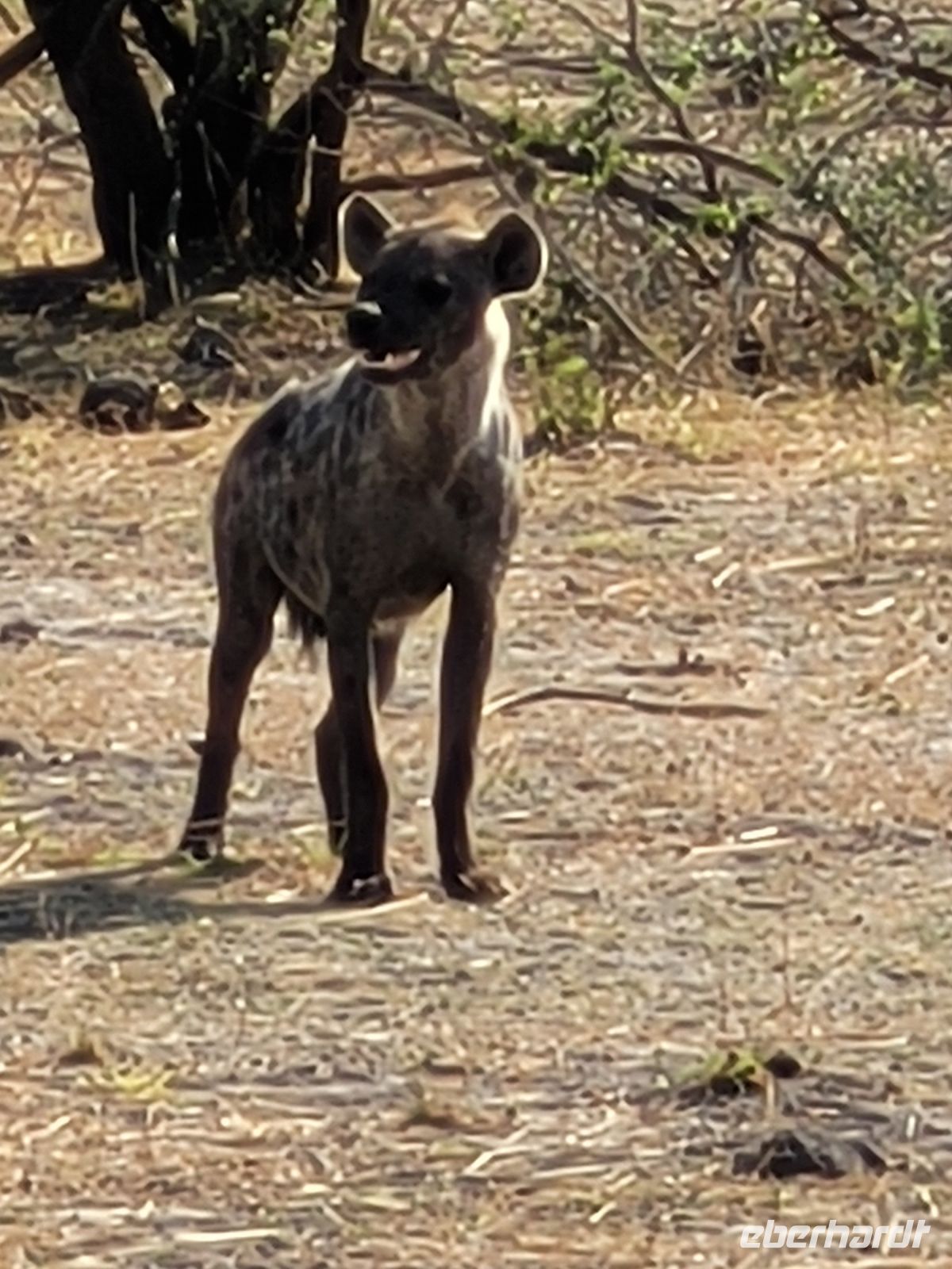 139 Jeepsafari im Bwabwata NP