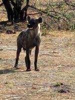 139 Jeepsafari im Bwabwata NP