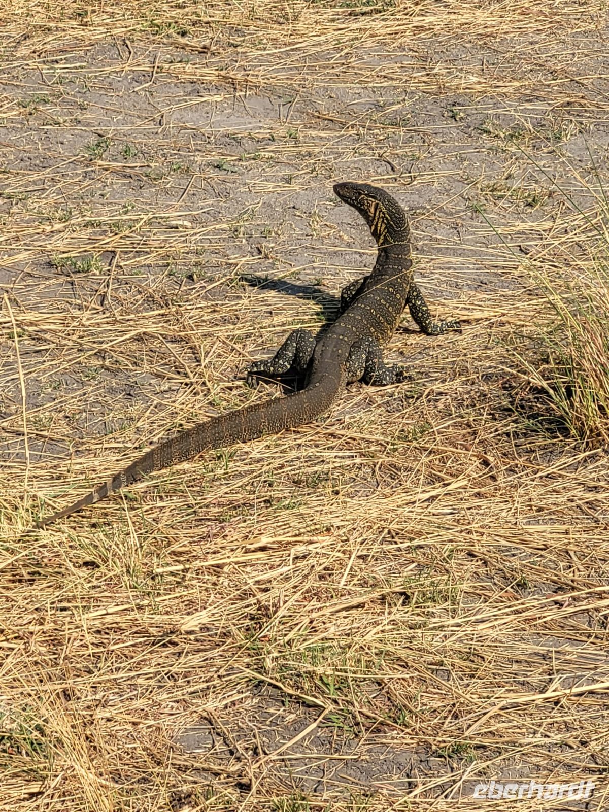 140 Jeepsafari im Bwabwata NP