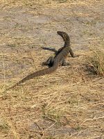 140 Jeepsafari im Bwabwata NP