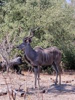 143 Jeepsafari im Bwabwata NP