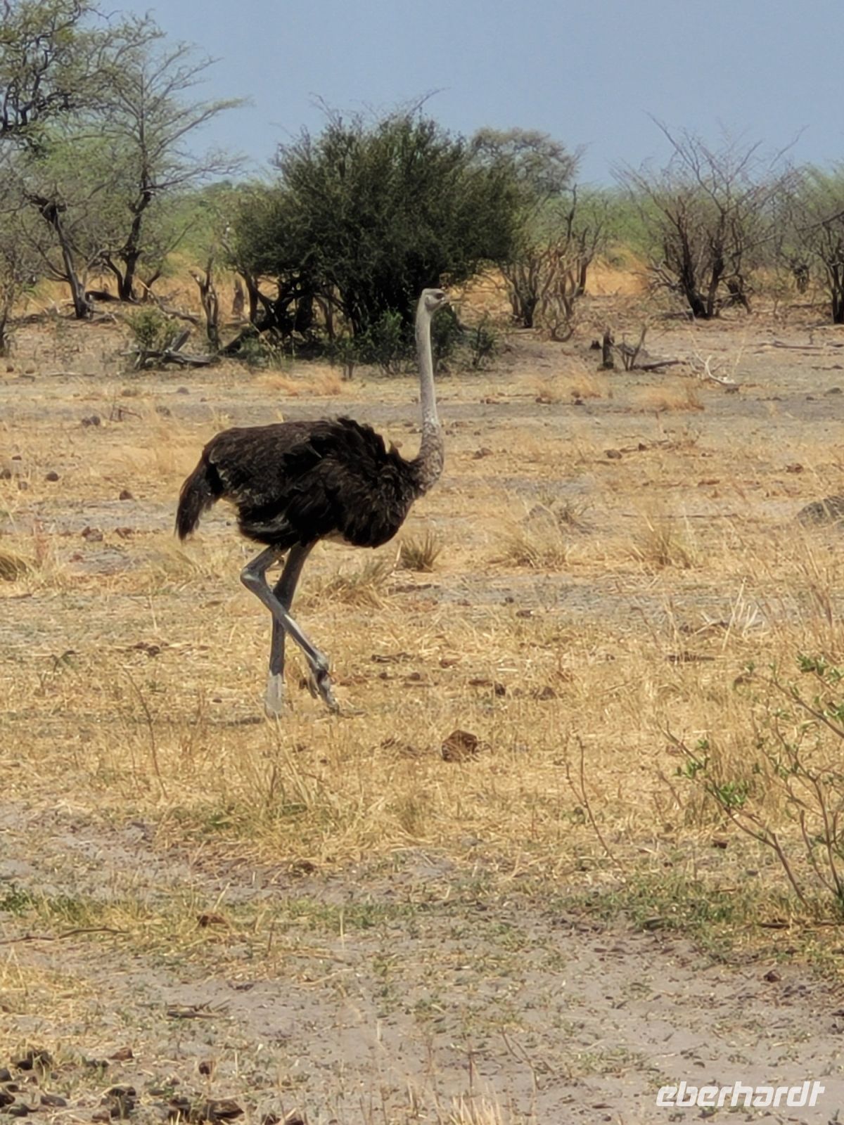 145 Jeepsafari im Bwabwata NP