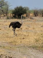 145 Jeepsafari im Bwabwata NP