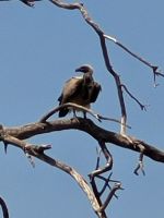 146 Jeepsafari im Bwabwata NP