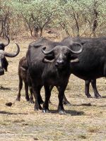 148 Jeepsafari im Bwabwata NP