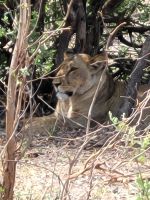 149 Jeepsafari im Bwabwata NP