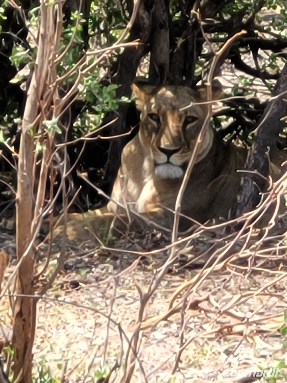 150 Jeepsafari im Bwabwata NP