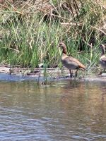 151 Jeepsafari im Bwabwata NP