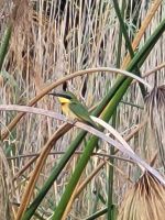 153 Bootstour im Bwabwata NP