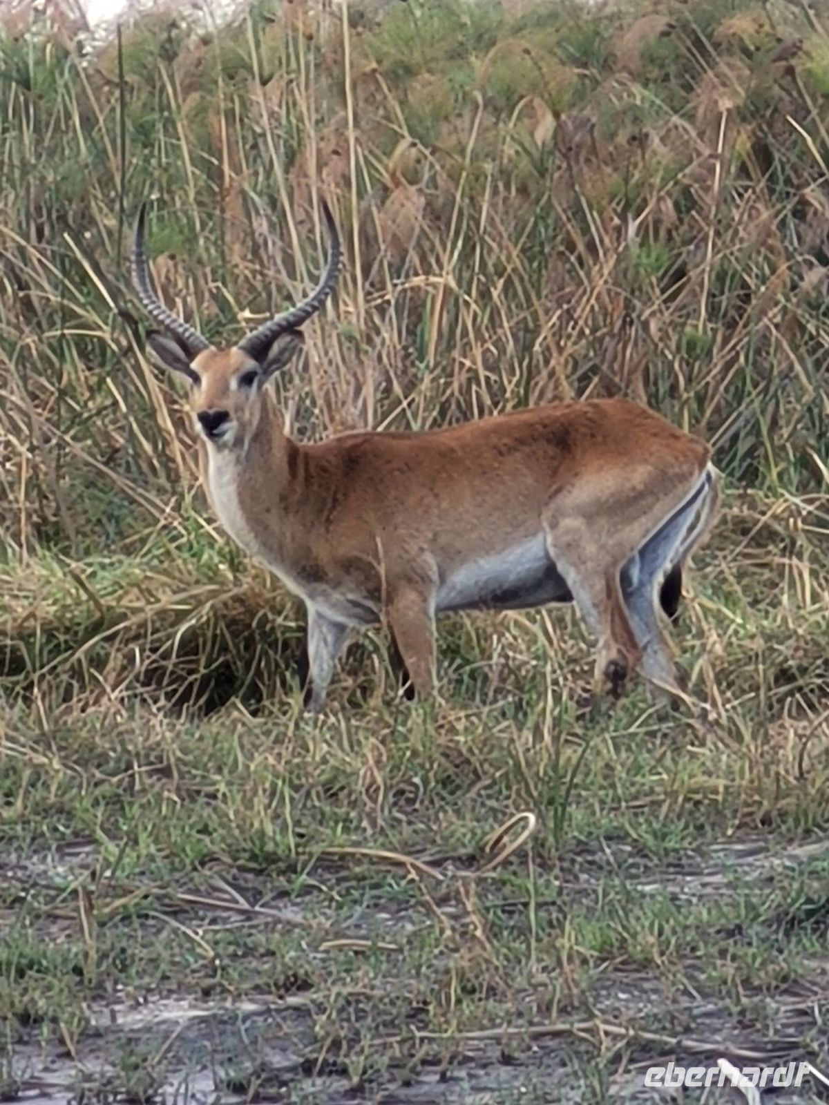 156 Bootstour im Bwabwata NP