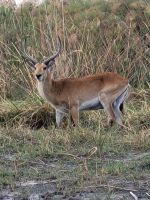 156 Bootstour im Bwabwata NP