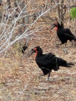 166 Unterwegs nach Kasane