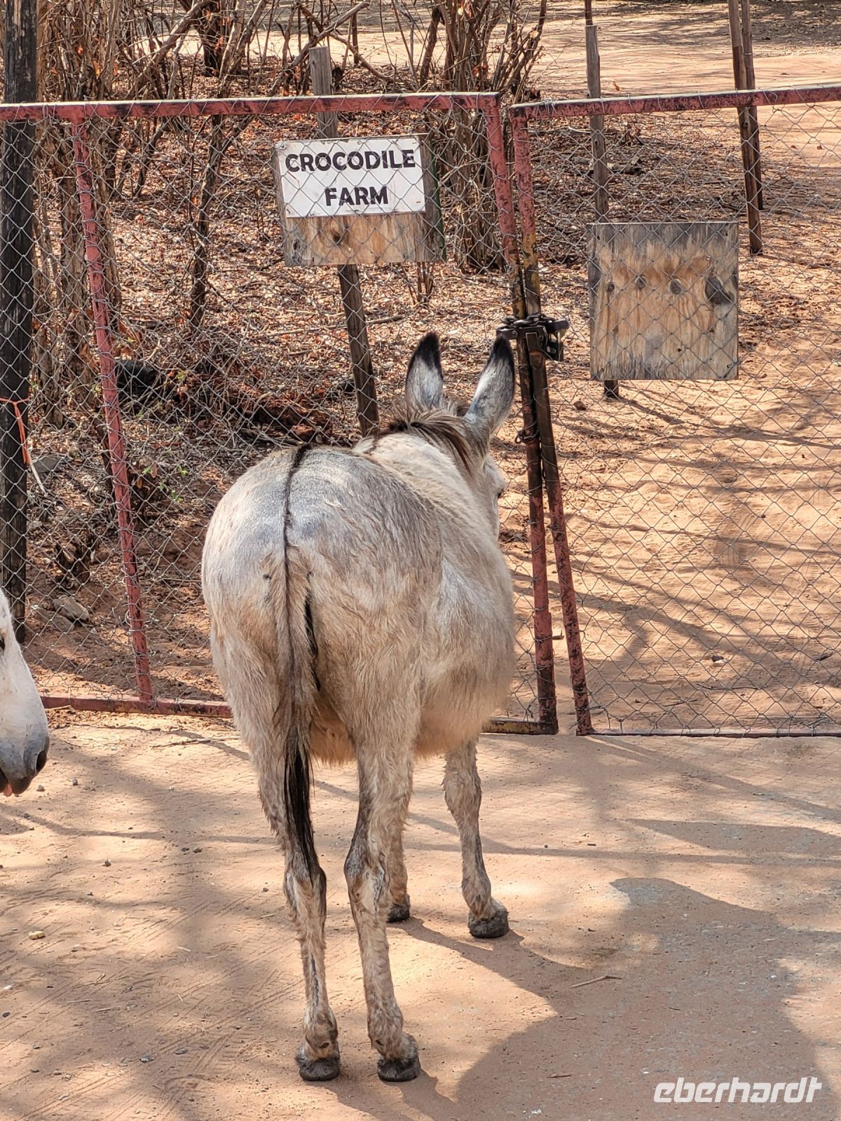 167 So lebensmüde kann doch kein Esel sein