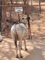 167 So lebensmüde kann doch kein Esel sein