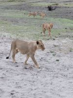 173 Chobe Nationalpark