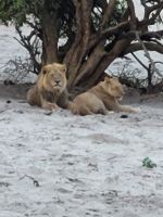 174 Chobe Nationalpark