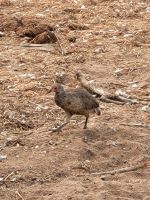 177 Chobe Nationalpark