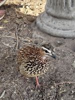 178 Chobe Nationalpark