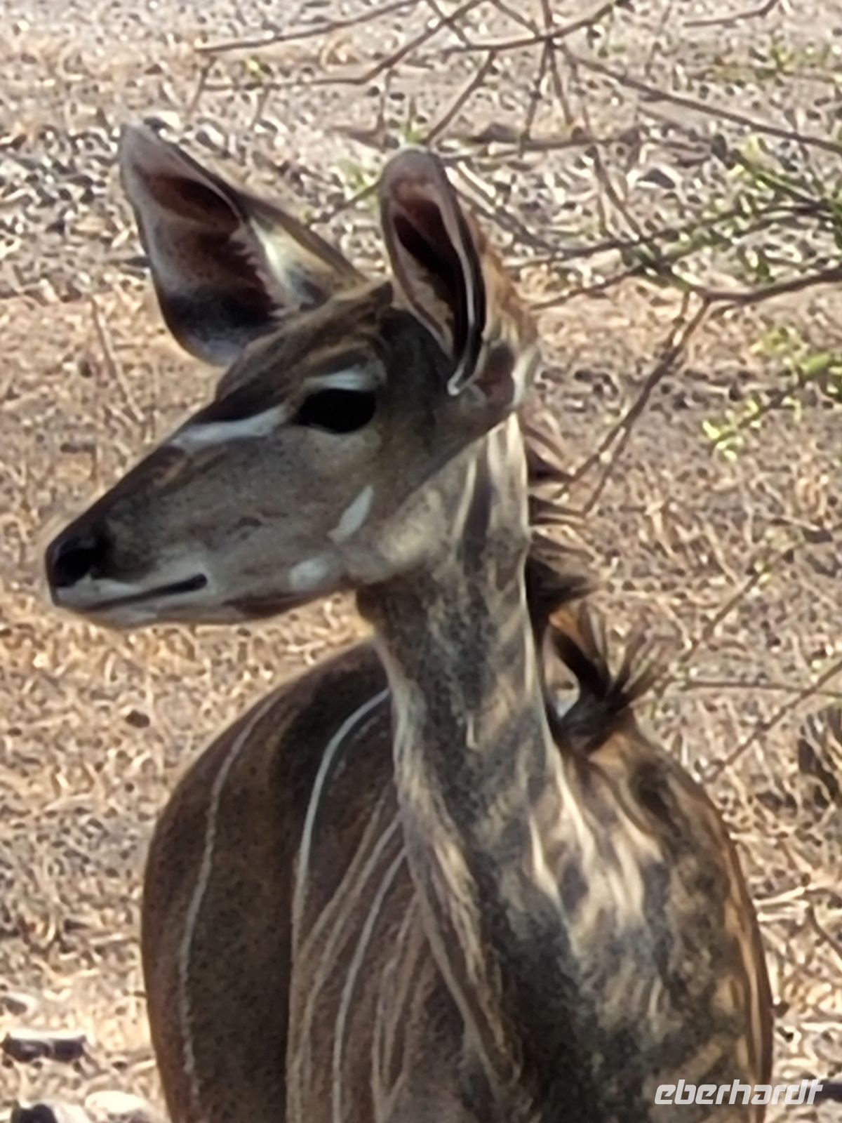 182 Chobe Nationalpark
