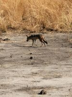 183 Chobe Nationalpark