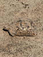 185 Chobe Nationalpark