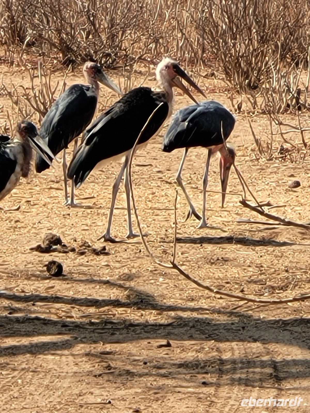 186 Chobe Nationalpark