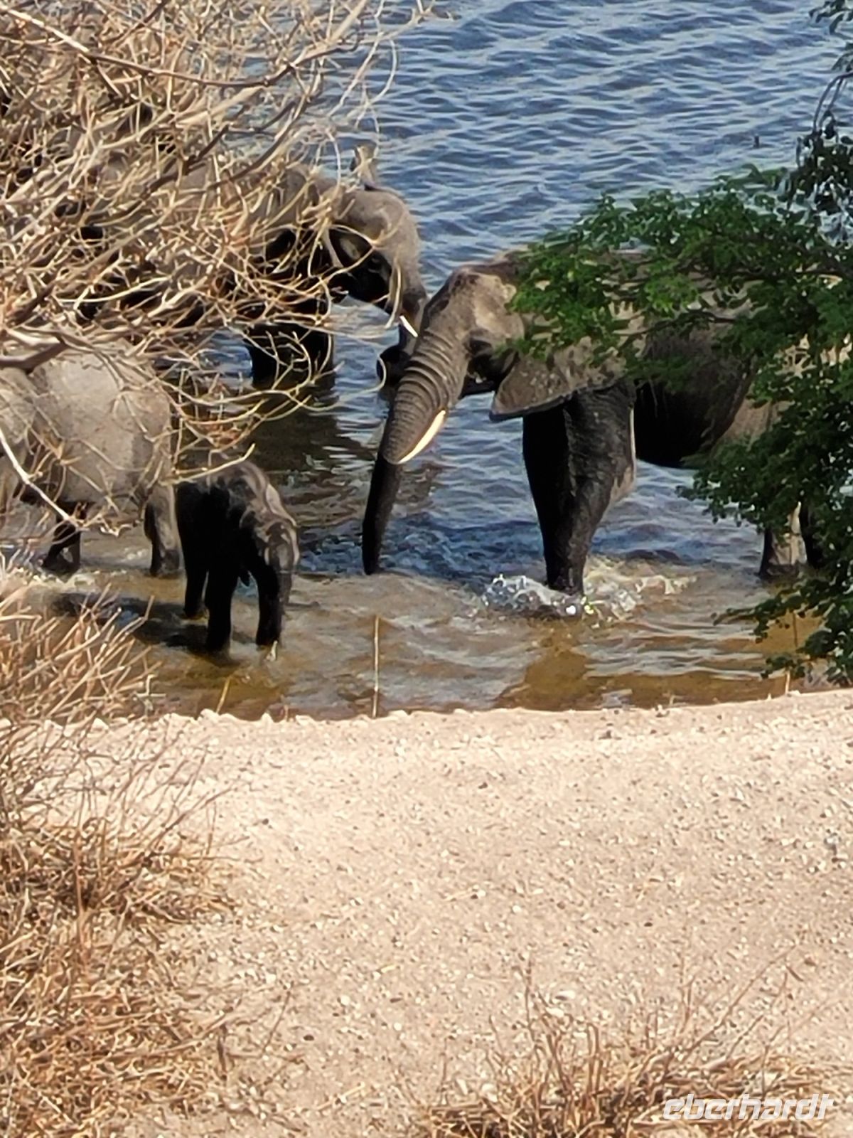 187 Chobe Nationalpark