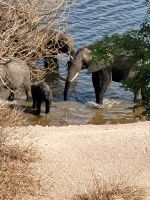 187 Chobe Nationalpark